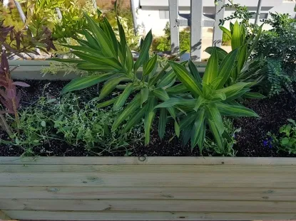 אדנית צמחים